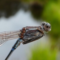 Austrolestes aridus (Inland Ringtail) at Forde, ACT - 13 Sep 2020 by HarveyPerkins