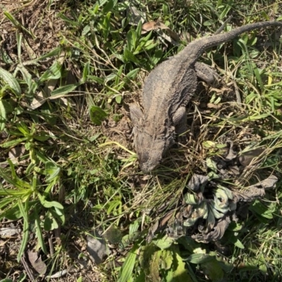 Pogona barbata (Eastern Bearded Dragon) at GG38 - 12 Sep 2020 by KL