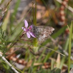 Theclinesthes serpentata (Saltbush Blue) at Theodore, ACT - 12 Sep 2020 by RAllen