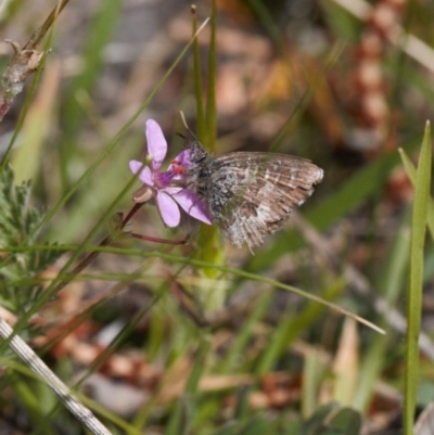 Theclinesthes serpentata (Saltbush Blue) at Theodore, ACT - 12 Sep 2020 by RAllen
