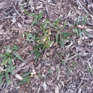 Eremophila debilis at Campbell, ACT - 13 Sep 2020