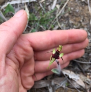 Caladenia actensis at suppressed - 13 Sep 2020