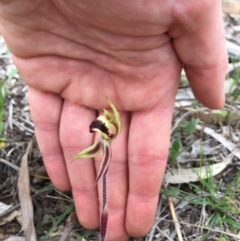 Caladenia actensis at suppressed - 13 Sep 2020