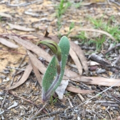 Caladenia actensis at suppressed - suppressed