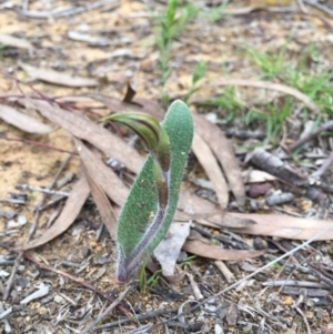Caladenia actensis at suppressed - suppressed