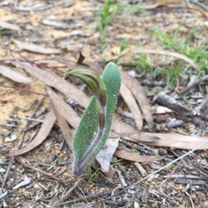 Caladenia actensis at suppressed - 13 Sep 2020