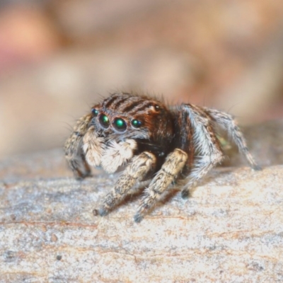 Maratus vespertilio (Bat-like peacock spider) at Watson, ACT - 8 Sep 2020 by Harrisi