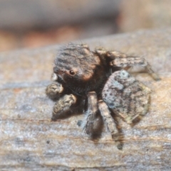 Maratus vespertilio at Watson, ACT - 8 Sep 2020