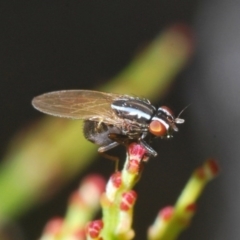 Lauxaniidae (family) (Unidentified lauxaniid fly) at O'Connor, ACT - 13 Sep 2020 by Harrisi
