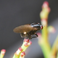 Lauxaniidae (family) at O'Connor, ACT - 13 Sep 2020 03:39 PM