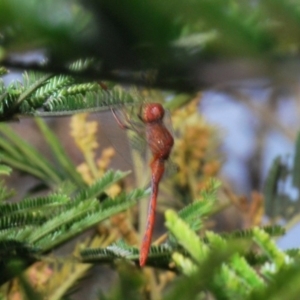 Diplacodes bipunctata at Watson, ACT - 8 Sep 2020