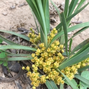 Lomandra bracteata at Majura, ACT - 13 Sep 2020 02:34 PM