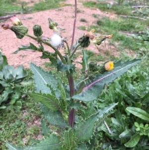 Sonchus asper at Majura, ACT - 13 Sep 2020