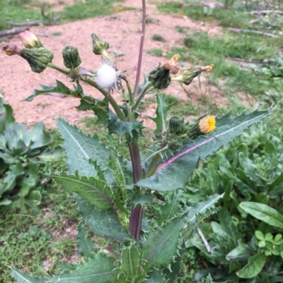 Sonchus asper (Prickly Sowthistle) at Majura, ACT - 13 Sep 2020 by JaneR