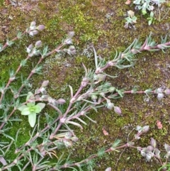 Spergularia rubra (Sandspurrey) at Majura, ACT - 13 Sep 2020 by JaneR