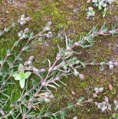 Spergularia rubra (Sandspurrey) at Majura, ACT - 13 Sep 2020 by JaneR