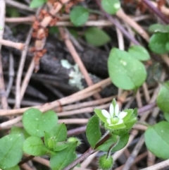 Stellaria media (Common Chickweed) at Majura, ACT - 13 Sep 2020 by JaneR