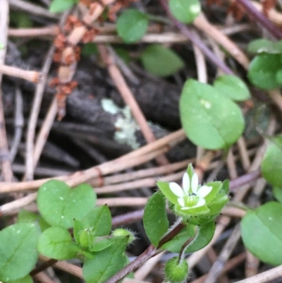 Stellaria media (Common Chickweed) at Majura, ACT - 13 Sep 2020 by JaneR