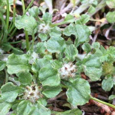 Stuartina muelleri (Spoon Cudweed) at Majura, ACT - 13 Sep 2020 by JaneR