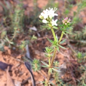 Asperula conferta at Majura, ACT - 12 Sep 2020