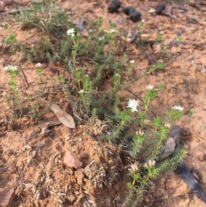 Asperula conferta at Majura, ACT - 12 Sep 2020