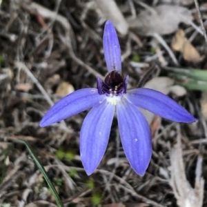 Cyanicula caerulea at Sutton, NSW - 4 Sep 2020