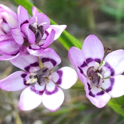 Wurmbea dioica subsp. dioica (Early Nancy) at Sutton, NSW - 13 Sep 2020 by Whirlwind