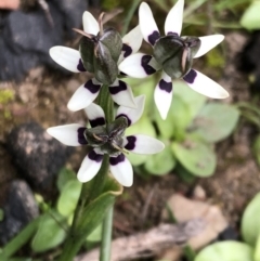 Wurmbea dioica subsp. dioica at Sutton, NSW - 5 Sep 2020