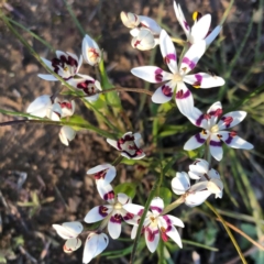 Wurmbea dioica subsp. dioica at Sutton, NSW - 5 Sep 2020