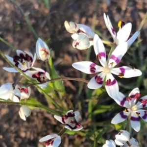 Wurmbea dioica subsp. dioica at Sutton, NSW - 5 Sep 2020