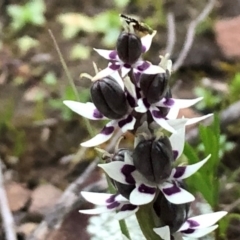 Wurmbea dioica subsp. dioica at Sutton, NSW - 5 Sep 2020