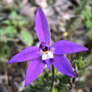 Glossodia major at Sutton, NSW - 13 Sep 2020