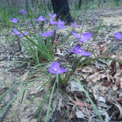 Patersonia sericea var. sericea (Silky Purple-flag) at Termeil, NSW - 13 Sep 2020 by GLemann