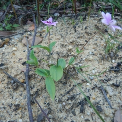 Schelhammera undulata (Lilac Lily) at Termeil, NSW - 13 Sep 2020 by GLemann
