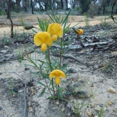 Gompholobium grandiflorum (Large Wedge-pea) at Termeil, NSW - 13 Sep 2020 by GLemann