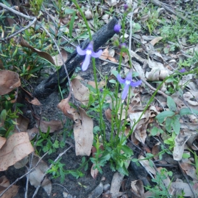 Lobelia dentata (Toothed Lobelia) at Termeil, NSW - 13 Sep 2020 by GLemann