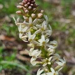 Stackhousia monogyna (Creamy Candles) at Watson, ACT - 11 Sep 2020 by AaronClausen
