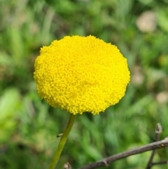 Craspedia variabilis (Common Billy Buttons) at Majura, ACT - 11 Sep 2020 by AaronClausen