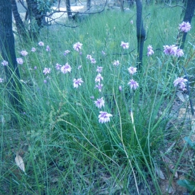 Sowerbaea juncea (Vanilla Lily) at Termeil, NSW - 13 Sep 2020 by GLemann