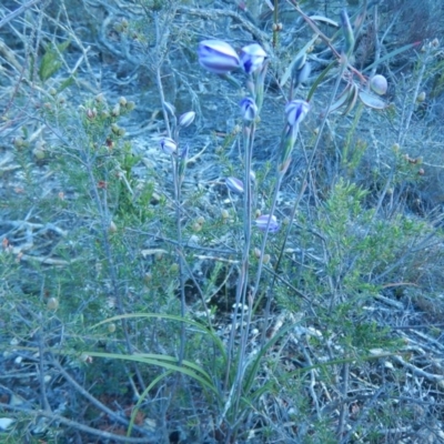 Thelymitra (genus) (sun orchids) at Termeil, NSW - 13 Sep 2020 by GLemann