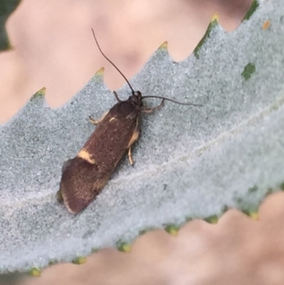 Leistomorpha brontoscopa (A concealer moth) at Aranda, ACT - 13 Sep 2020 by Jubeyjubes