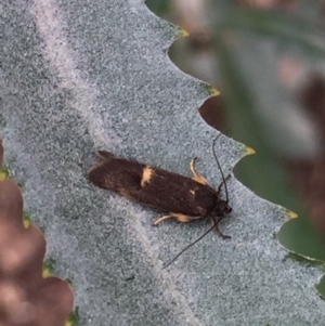 Leistomorpha brontoscopa at Aranda, ACT - 13 Sep 2020