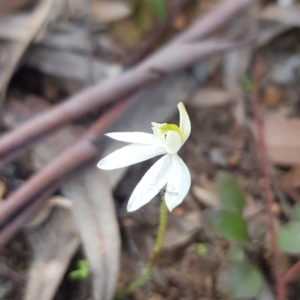 Caladenia fuscata at Downer, ACT - 12 Sep 2020