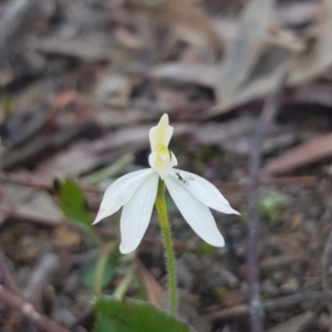 Caladenia fuscata at Downer, ACT - 12 Sep 2020