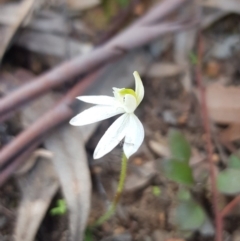 Caladenia fuscata at Downer, ACT - 12 Sep 2020