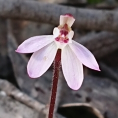 Caladenia fuscata (Dusky Fingers) at Forde, ACT - 13 Sep 2020 by DerekC