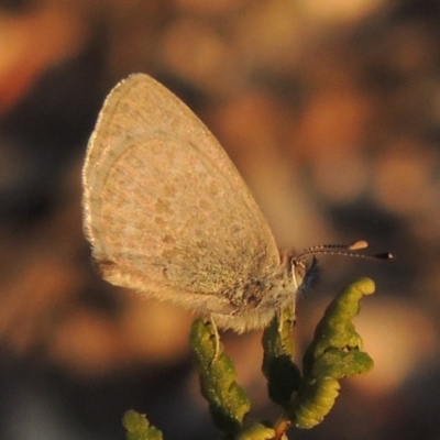 Zizina otis (Common Grass-Blue) at Tennent, ACT - 17 May 2020 by michaelb
