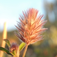 Trifolium arvense var. arvense (Haresfoot Clover) at Tennent, ACT - 17 May 2020 by michaelb