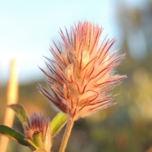 Trifolium arvense var. arvense at Tennent, ACT - 17 May 2020 07:01 PM