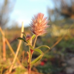 Trifolium arvense var. arvense at Tennent, ACT - 17 May 2020